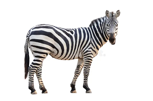 zebra-image